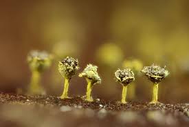 Attēlu rezultāti vaicājumam “Craterium aureum”