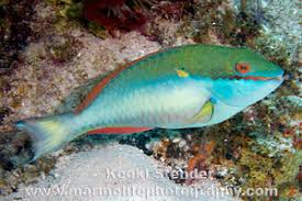 Image result for Sparisoma aurofrenatum