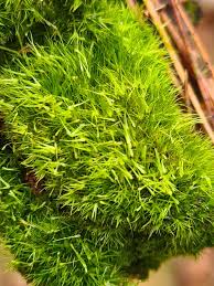 Attēlu rezultāti vaicājumam “Campylopus pyriformis”