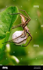 Attēlu rezultāti vaicājumam “Pisaura mirabilis cocoon”