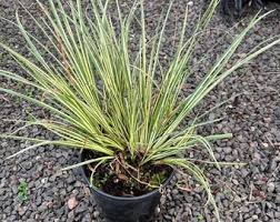 Attēlu rezultāti vaicājumam “Carex ornithopoda leaf”