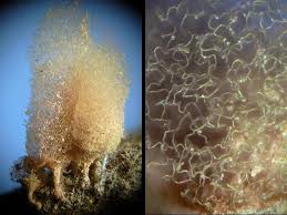 Attēlu rezultāti vaicājumam “Arcyria minuta spores”