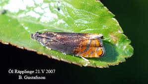 Attēlu rezultāti vaicājumam “Pammene rhediella”