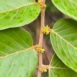 Attēlu rezultāti vaicājumam “Cribraria ferruginea”