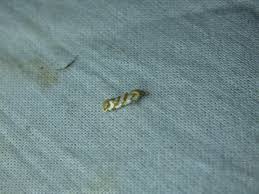 Attēlu rezultāti vaicājumam “Aethes margaritana”