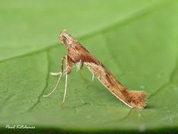 Attēlu rezultāti vaicājumam “Caloptilia hemidactylella”