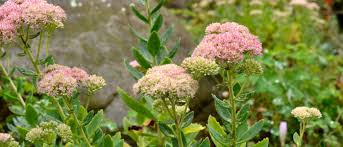 Attēlu rezultāti vaicājumam “Sedum sexangulare flower”