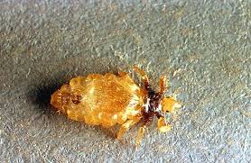 Attēlu rezultāti vaicājumam “Liceaceae”