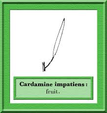 Attēlu rezultāti vaicājumam “Cardamine impatiens fruit”