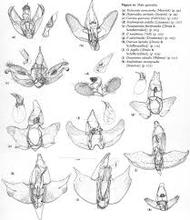 Attēlu rezultāti vaicājumam “Diurnea lipsiella male”