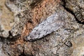 Attēlu rezultāti vaicājumam “Carpatolechia proximella”