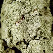 Attēlu rezultāti vaicājumam “Pertusaria flavida”