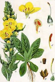 Image result for Verbascum phlomoides