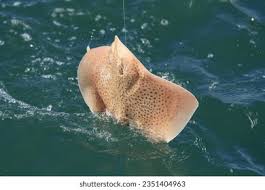 Image result for Raja straeleni