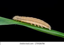 Attēlu rezultāti vaicājumam “Mythimna impura”