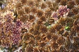 Attēlu rezultāti vaicājumam “Sphagnum fuscum”