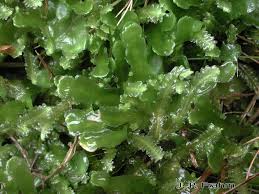 Attēlu rezultāti vaicājumam “Aneura pinguis”