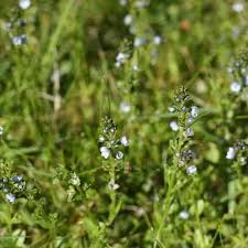 Attēlu rezultāti vaicājumam “Veronica beccabunga bud”