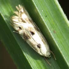 Attēlu rezultāti vaicājumam “Elachista maculicerusella”