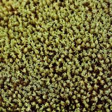 Attēlu rezultāti vaicājumam “Tortella inclinata”