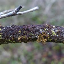 Attēlu rezultāti vaicājumam “Fossombronia wondraczekii spores”