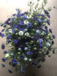 Image result for Nigella damascena