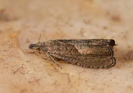 Attēlu rezultāti vaicājumam “Dichrorampha simpliciana”