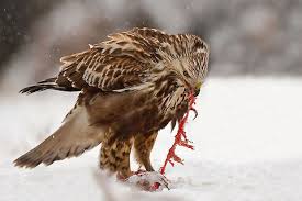 Attēlu rezultāti vaicājumam “Buteo lagopus adult”