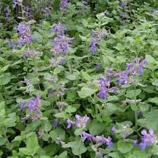 Image result for Katzenminze