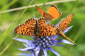 Attēlu rezultāti vaicājumam “Clossiana selene upperside”