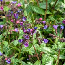 Image result for Pulmonaria Silverado