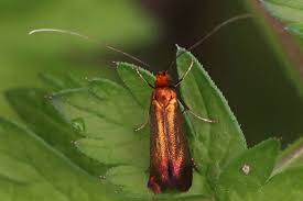 Attēlu rezultāti vaicājumam “Adela cuprella”