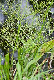 Attēlu rezultāti vaicājumam “Alisma lanceolatum”