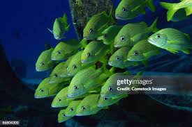 Image result for Haemulon sciurus