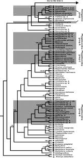 Attēlu rezultāti vaicājumam “Diphyus latebricola”