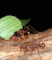 Attēlu rezultāti vaicājumam “Formicidae”