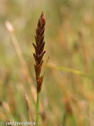 Attēlu rezultāti vaicājumam “Blysmus compressus fruit”