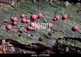 Attēlu rezultāti vaicājumam “Lycogala cf. oleocrystalliferum young”