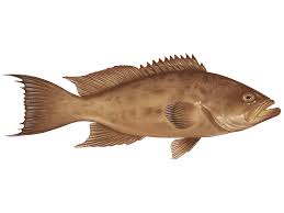 Image result for Mycteroperca phenax