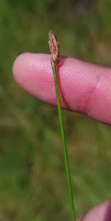 Attēlu rezultāti vaicājumam “Eleocharis uniglumis”