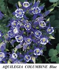 Image result for Aquilegia caerulea