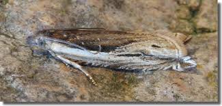 Attēlu rezultāti vaicājumam “Ancylis apicella”