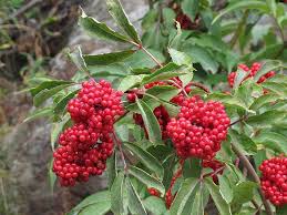 Attēlu rezultāti vaicājumam “Sambucus racemosa fruit”