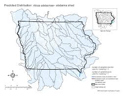 Image result for Alosa alabamae