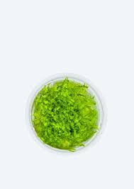 Attēlu rezultāti vaicājumam “Leptodictyum riparium sporophyte”