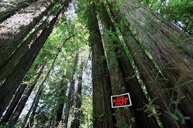 Image result for bohemian grove