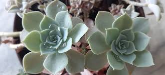 Image result for Mehikasvi