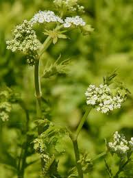 Attēlu rezultāti vaicājumam “Berula erecta”