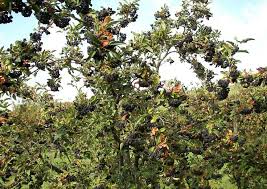 Attēlu rezultāti vaicājumam “x Sorbaronia fallax”