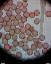 Attēlu rezultāti vaicājumam “Badhamiopsis scripta”